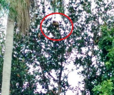 Terreno sujo serve de moradia para macaco prego em Três Lagoas 