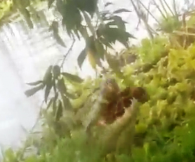 Leitora registra jacaré se alimentando de tartaruga na Lagoa Maior 