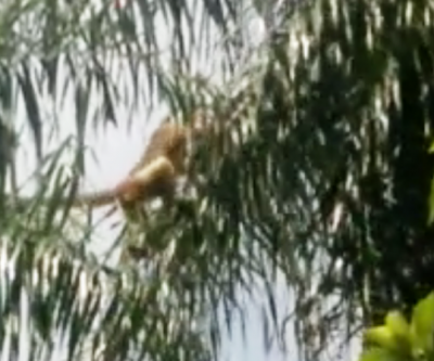 Macaco flagrado no Jardim Alvorada ainda não foi capturado, afirma morador