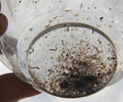 Números da dengue este ano, já são 40% maiores do que em 2015 inteiro
