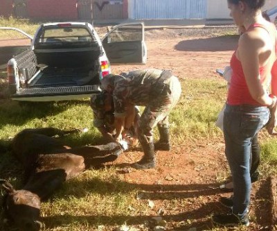 Égua é encontrada ferida e abandonada, mas prefeitura não tem veículo para o socorro