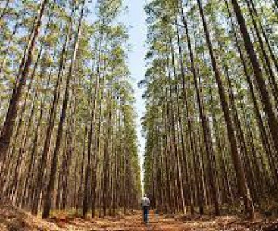 Florestas de eucalipto registram mais de 360 espécies de aves em Mato Grosso do Sul