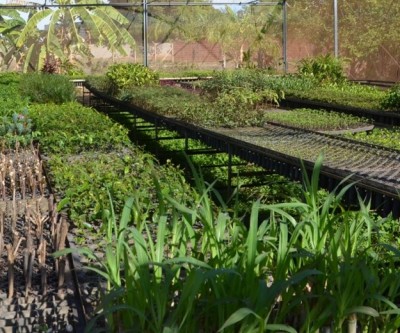 Viveiro Municipal coloca centenas de mudas de árvores e plantas a disposição da população três-lagoense