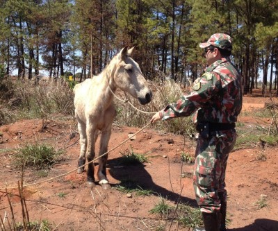 Cavalo que sofria maus tratos é resgatado em Três Lagoas