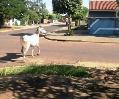 Cavalo solto está vagando há duas semanas pelas ruas do Parque São Carlos, denuncia moradores  