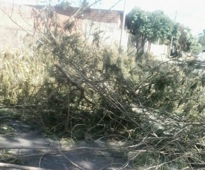 “Galhada” fecha rua do bairro Santa Luzia em Três Lagoas