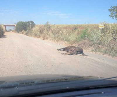Cavalo atropelado por bitrem em rodovia é desovado em estrada vicinal 