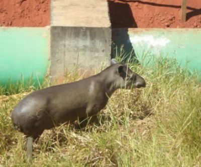 Anta capturada em empresa de Três Lagoas foi levada para o CRAS em Campo Grande