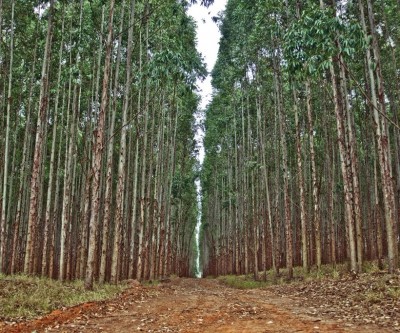 Três Lagoas é cidade com maior área plantada de eucaliptos, diz IBGE