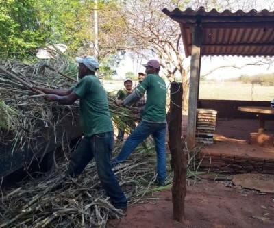 Agronegócio faz união com proprietários rurais para doação e plantação de cana-de-açúcar