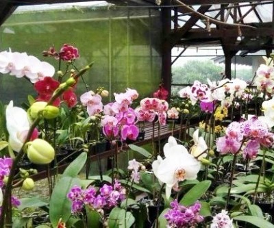 Orquidário Santa Ana traz novidades em orquídeas e adubos na Casa do Artesão