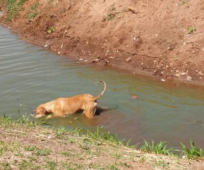 Prefeitura alerta sobre risco de cães soltos na Lagoa Maior