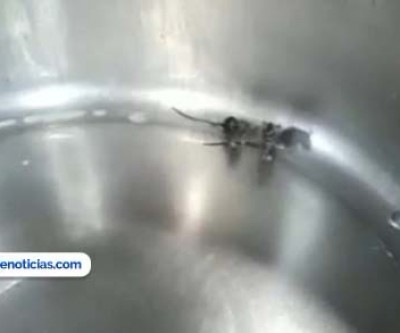 Ratos são encontrados em caldeira da Cozinha Piloto; Válvula aberta seria o motivo