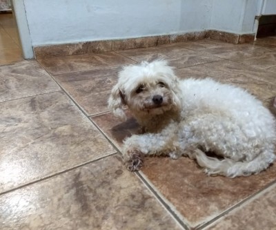 Cachorra da raça Poodle é encontrada no bairro São Jorge