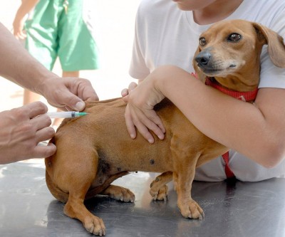 Mais de 6 mil cães e 1 mil gatos são vacinados contra a raiva