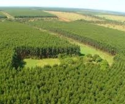 Fibria usa tecnologia inédita para monitorar e ter visão tridimensional da floresta