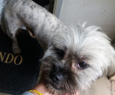 Cão é encontrado perdido no bairro Jardim Alvorada