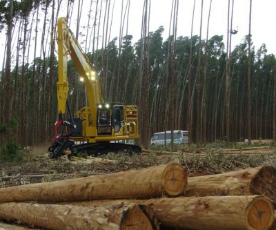 Eldorado terá financiamento do BNDES para plantio de florestas
