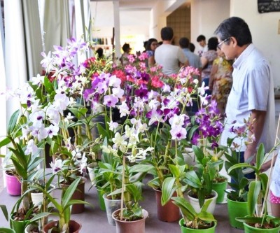 Nos dias 26 e 27 de outubro, o Orquidário Santa Ana fará exposição em Três Lagoas