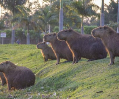 Meio Ambiente diz que prefeitura não sabe quantas capivaras habitam a Lagoa Maior 