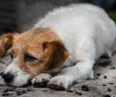 Abandono de animais preocupa população três-lagoense