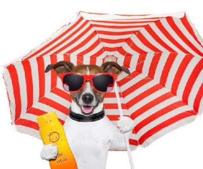 Cães no verão – Cuidado com o calor