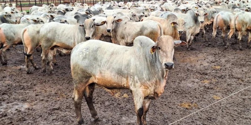 Três Lagoas perde mais de 33 mil cabeças de gado em apenas um ano; rebanho cai para 421 mil animais