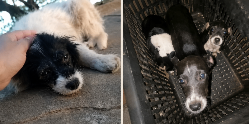 VEJA O VÍDEO: Bairro Jupiá vira ponto de abandonos de animais e protetoras denunciam novos casos  em Três Lagoas