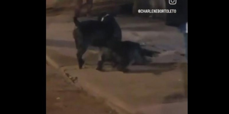 Vídeo mostrando ataque de dois pitbulls a cachorro na região dos “predinhos” reacende alerta em Três Lagoas