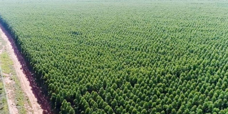 Três Lagoas vira gigante do eucalipto: Cidade é a 2º do Brasil em florestas plantadas com 348,1 mil hectares