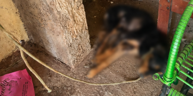 Polícia Militar entra em ação após denúncia de maus-tratos contra cachorro e mulher acaba respondendo criminalmente em Três Lagoas