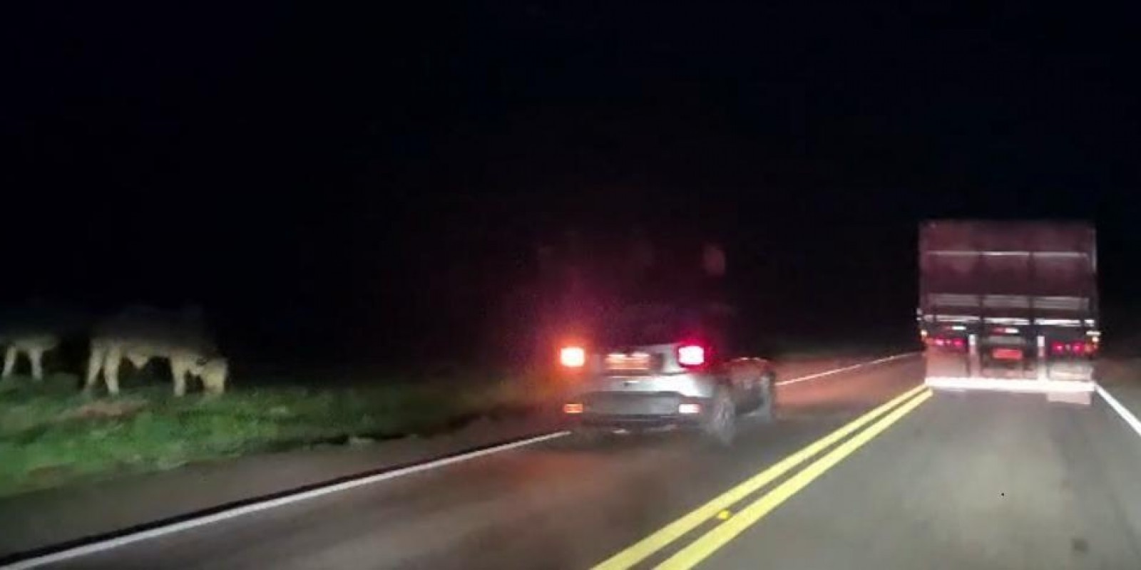 Dois perigos no mesmo vídeo: Animais soltos quase causam acidentes e motorista ultrapassa na faixa dupla na BR-262
