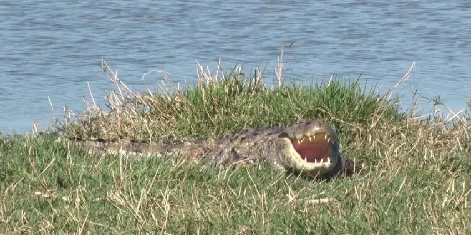Alerta na Lagoa Maior de Três Lagoas: Jacaré é flagrado e presença do animal exige cuidados de quem caminha pelo local