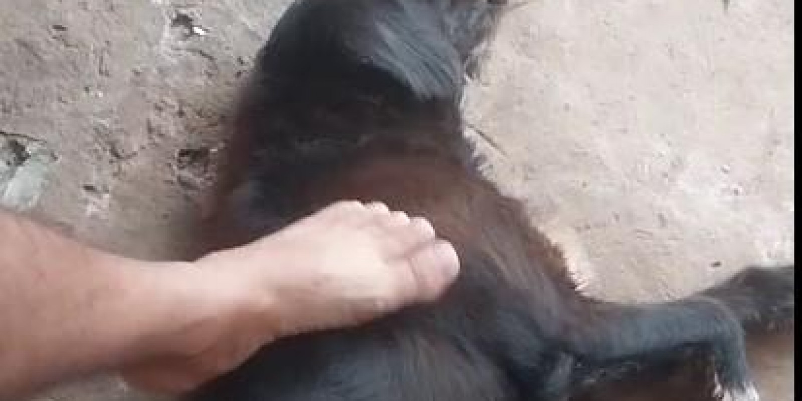 VEJA O VÍDEO: Cachorro “Moisés que protegeu criança em ataque violento de Pitbulls no Novo Oeste se recupera e agora busca um tutor para ter um novo lar em Três Lagoas     