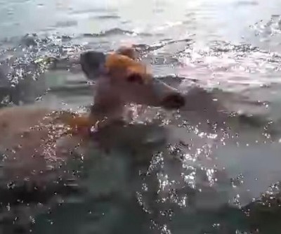Cervo é visto nadando em rio para fugir de incêndio em mata na divisa entre MS e SP 
