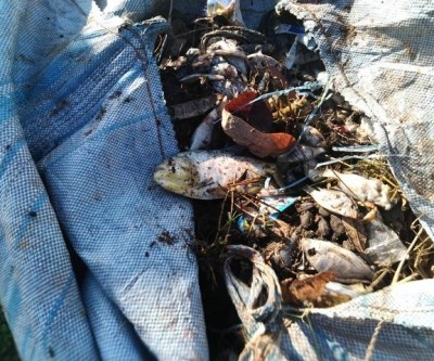 Peixes mortos são retirados da Lagoa Maior em Três Lagoas; a causa das mortes ainda é uma incógnita