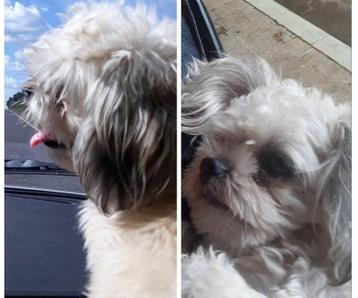 Internauta faz apelo para encontrar cachorro que desapareceu no bairro Vila Nova