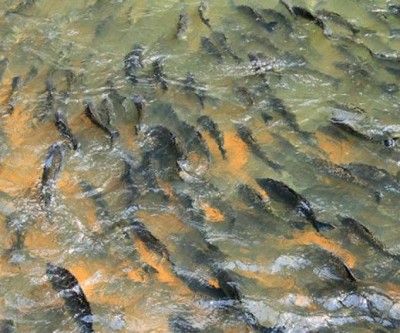 Ex-prefeito de Camapuã é flagrado com pescado fora da medida