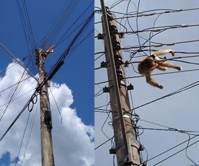 Macaco morre eletrocutado e moradores acusam polícia de negligência
