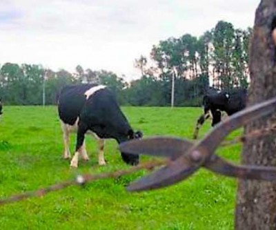 Pecuarista registra furto de gado em fazenda na região de Três Lagoas