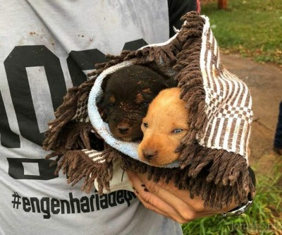 Após “pedido de socorro” de cadela, filhotes são resgatados de buraco