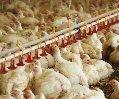 MS no Campo desta semana destaca a destinação de recursos do FCO para suinocultura e avicultura