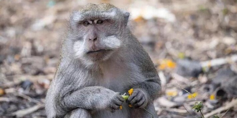 Surtos de varíola dos macacos alertam o planeta; 'muito rara'