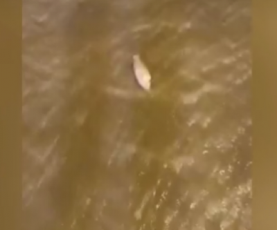 Em Chapadão do Sul, forte enxurrada leva peixe para rua durante temporal de 115 milímetros