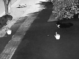 Tutor flagra gato 'fazendo amizade' com capivara em Campo Grande