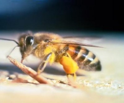 Idoso morre atacado por abelhas enquanto trabalhava na roça em MS