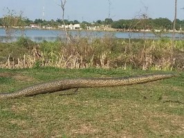 Tem sucuri na Lagoa Maior? Registros antigos revelam gigantes escondidas no cartão postal de Três Lagoas