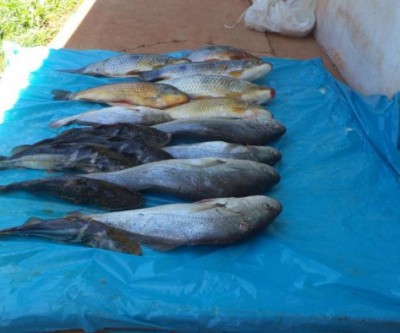 Feirante é multado em R$ 1,5 mil pela PMA por comércio ilegal de peixes