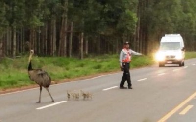 Ema e filhotes são flagradas atravessando estrada que dá acesso a Fibria