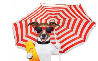 Cães no verão – Cuidado com o calor